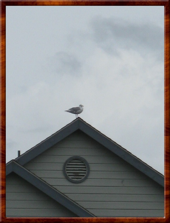 Resized100009.jpg (67.5 KB)