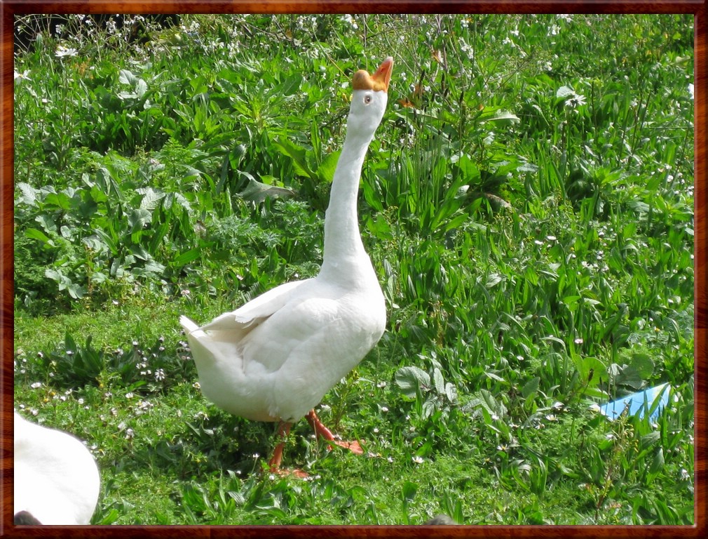 Resized100055.jpg (345 KB)