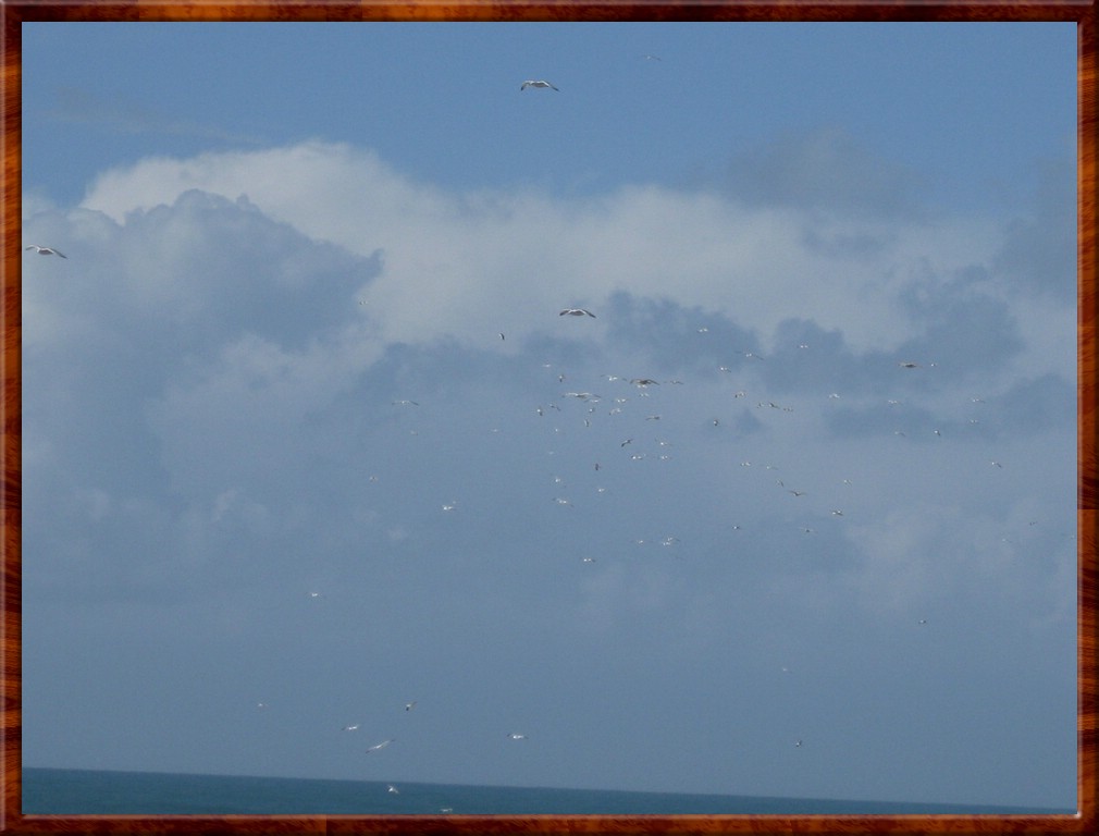 Resized100103.jpg (95.9 KB)