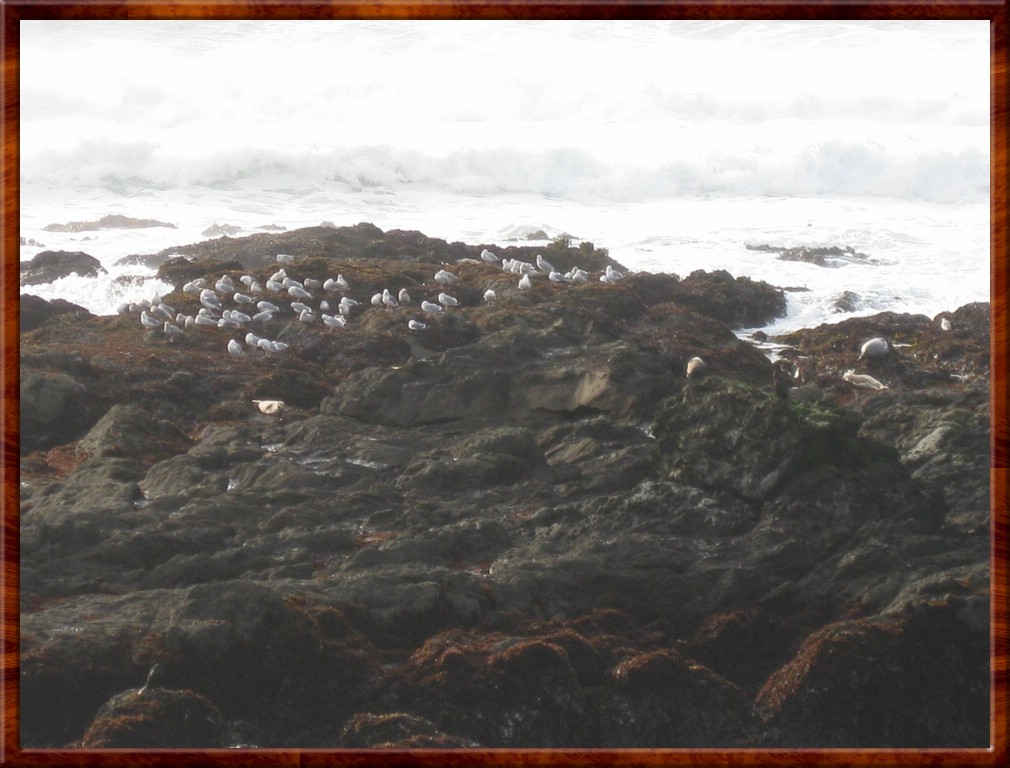 Resized200056.jpg (152 KB)