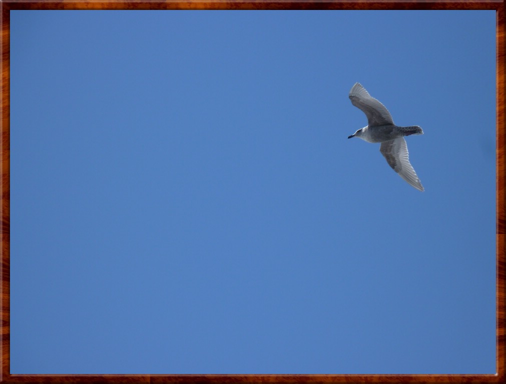 resized00085.jpg (64.1 KB)