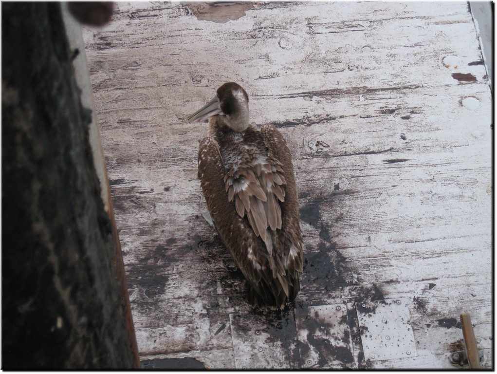 Image00018.jpg (237 KB)