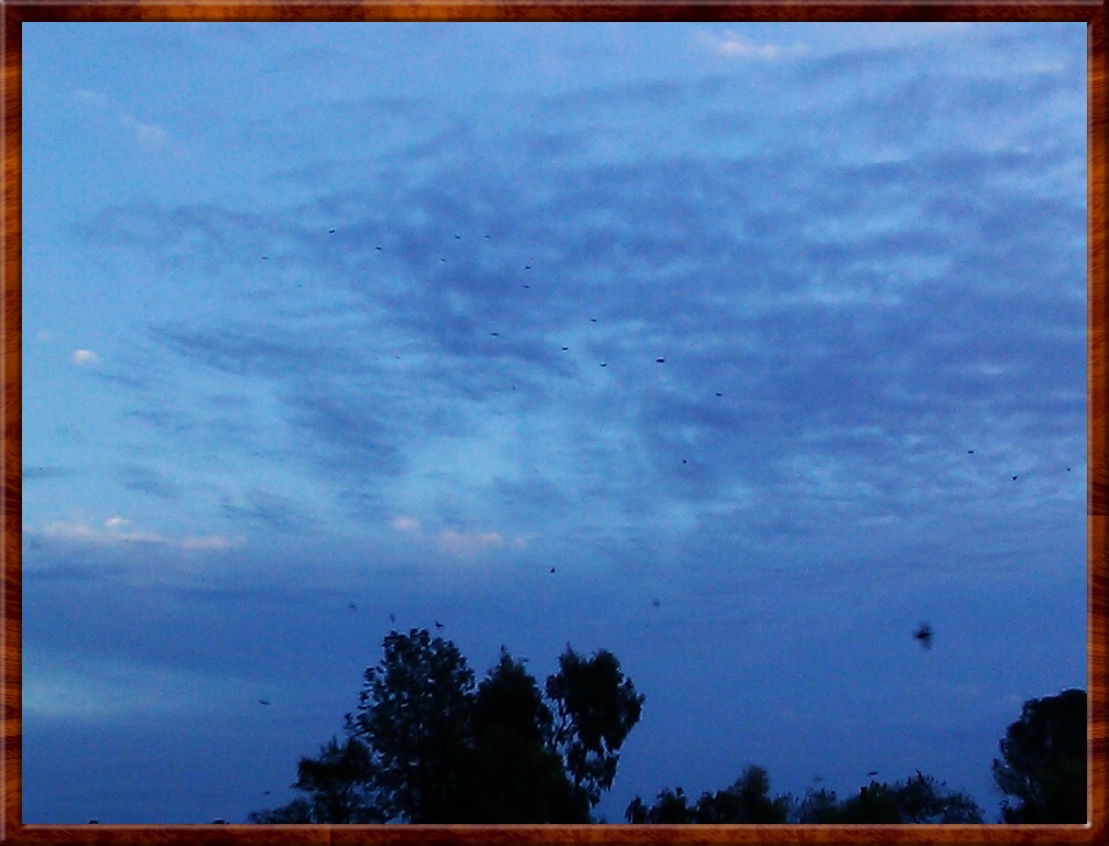 IMAG0135.jpg (135 KB)