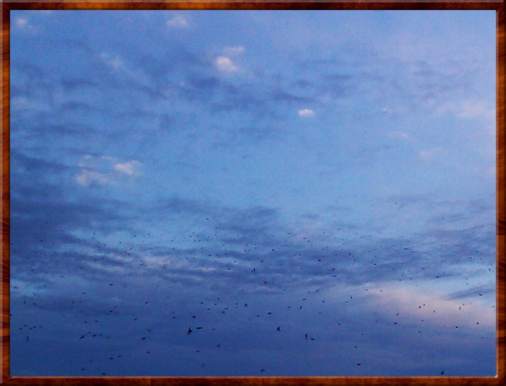 IMAG0136.jpg (148 KB)